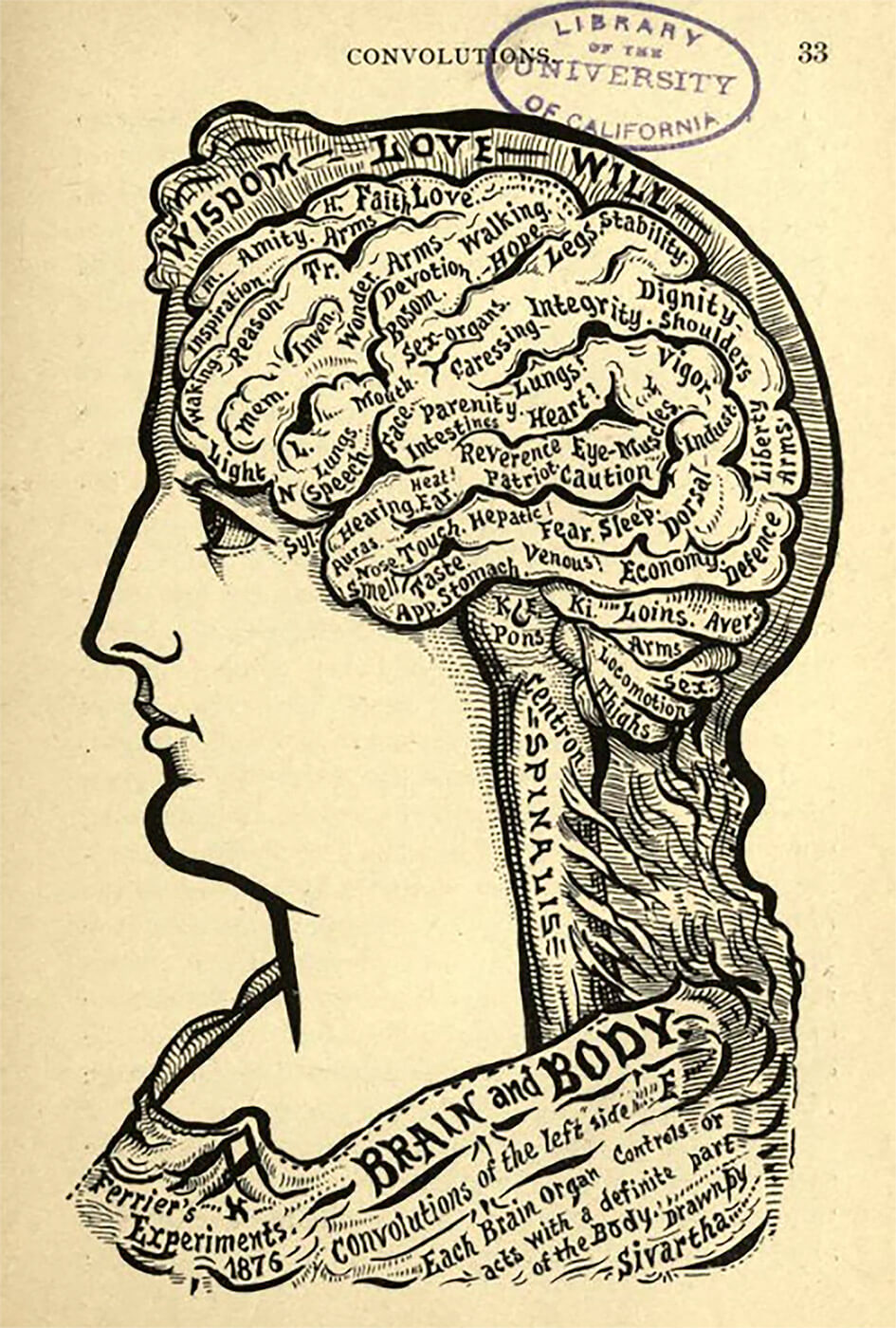Illustration of the brain’s structure