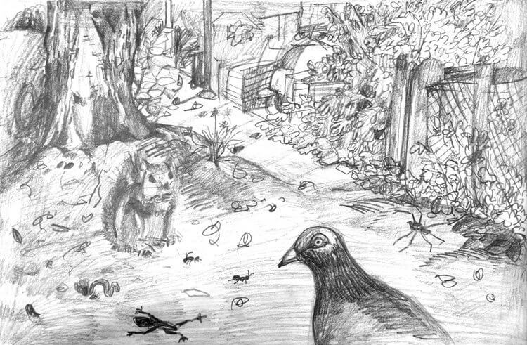 Black and white drawing of a pigeon
