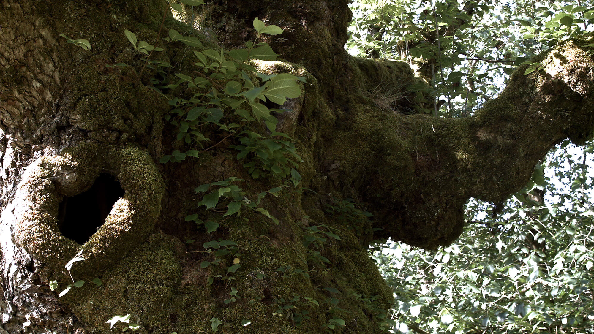 Green tree with hole in