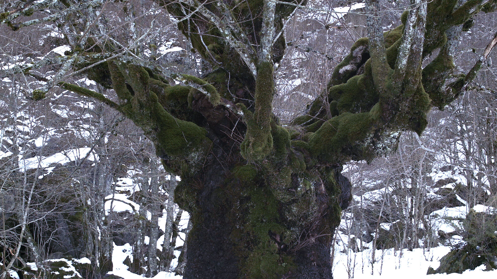 Huge tree in winter woods