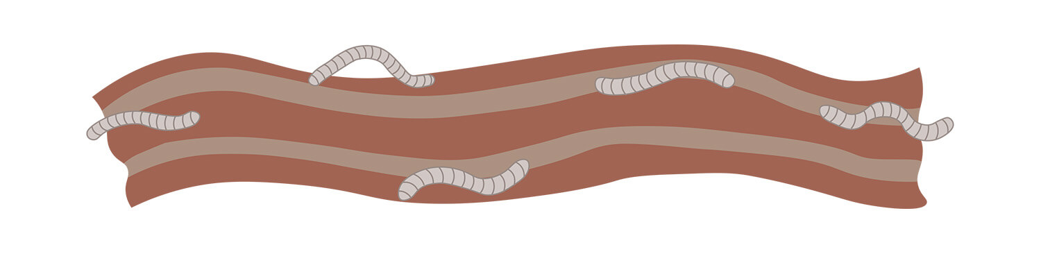 Illustrated maggots in bacon